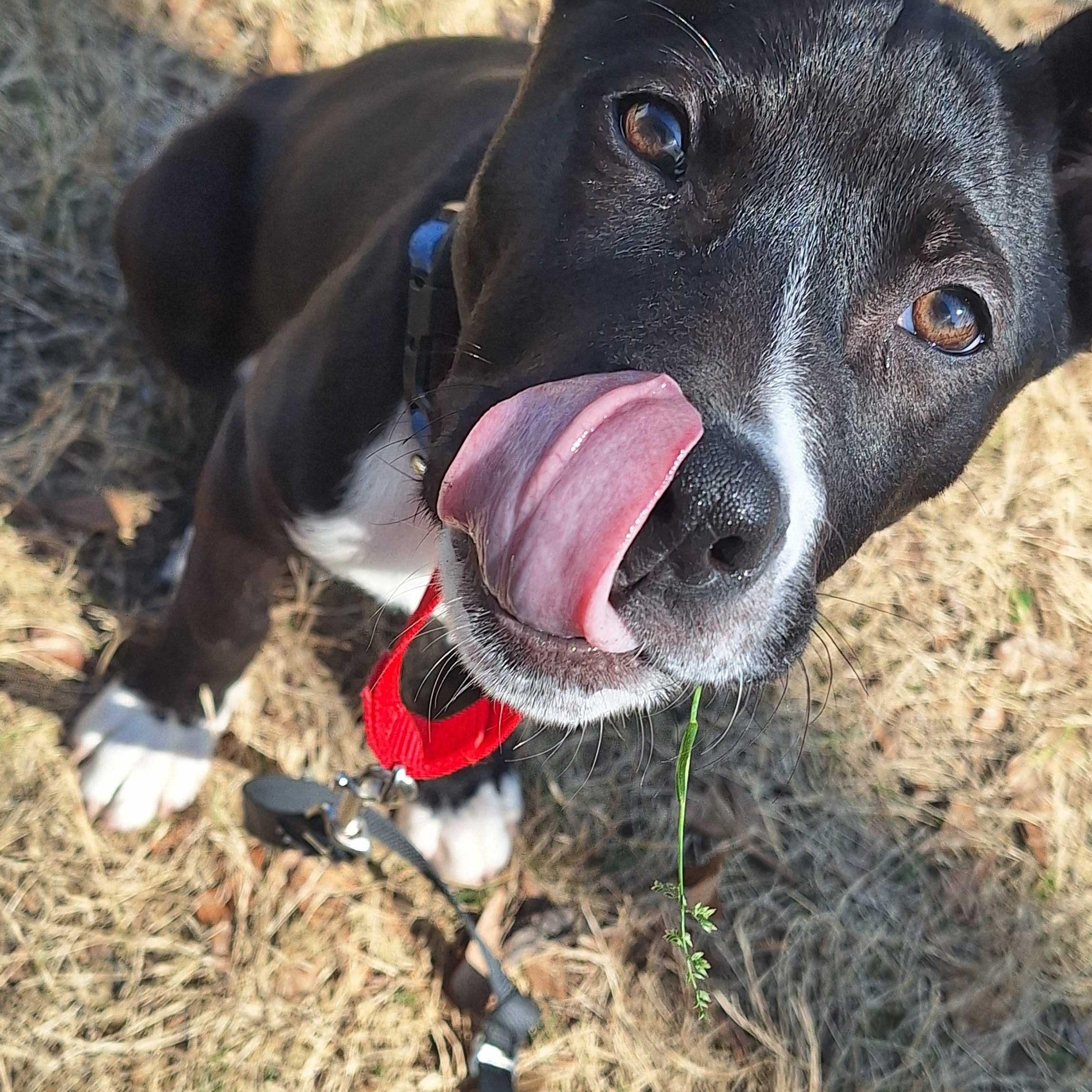 Dee Dee, a ADOPTABLE mixed breed in Fuquay Varina, NC image 5/5