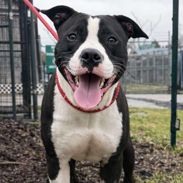 Enlarge Gio aka Giovanni, a ADOPTABLE Mixed Breed in Orangeburg, SC image 1/1