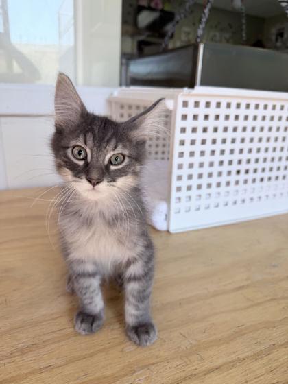 Fuzzy, Adoptable, Kitten Male Domestic Short Hair.
