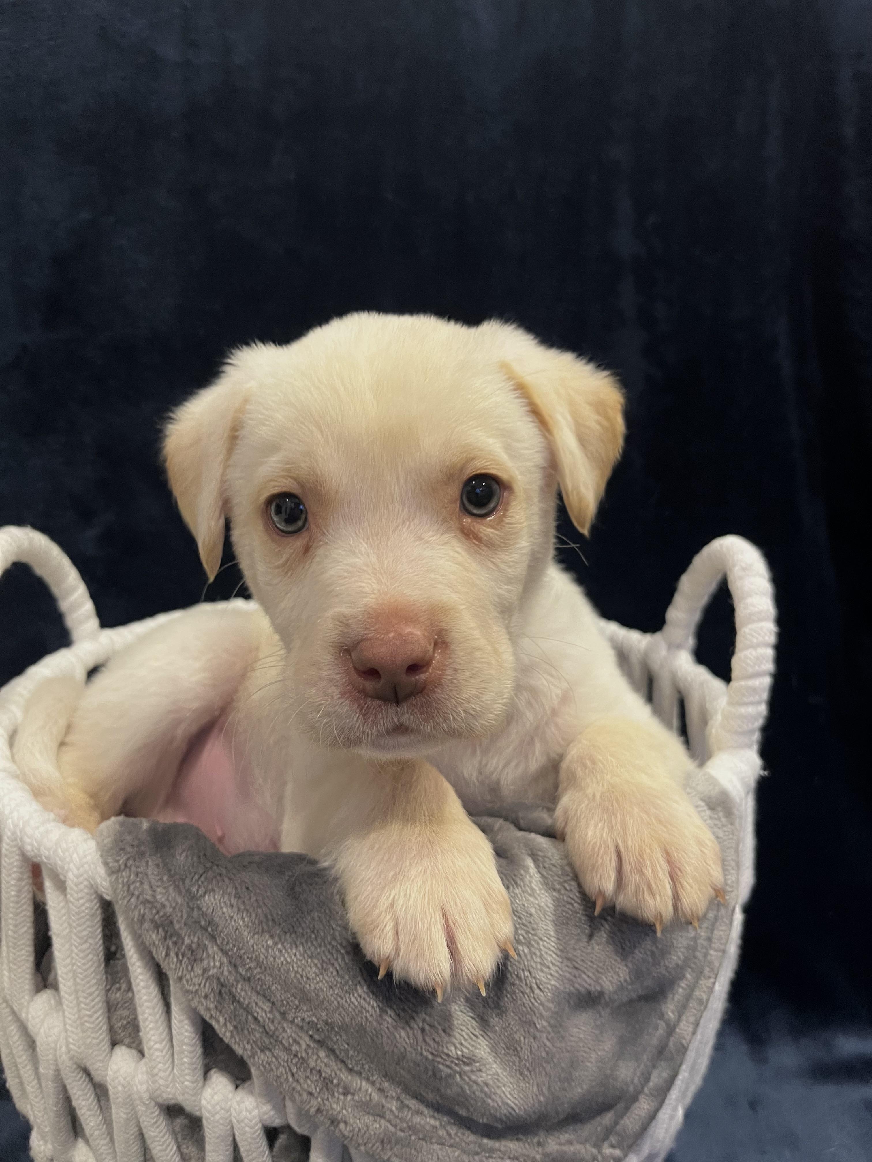 Colter, ADOPTABLE, Puppy Male Labrador Retriever & Mastiff.