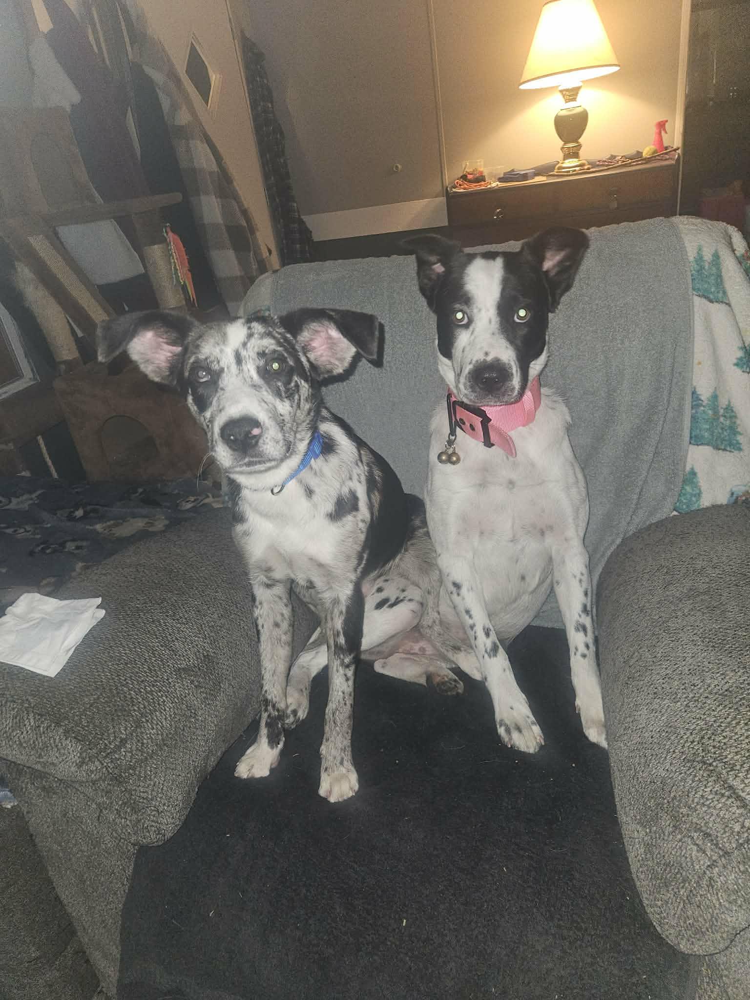 Enlarge Warden, a ADOPTABLE mixed breed in Hilham, TN image 4/6