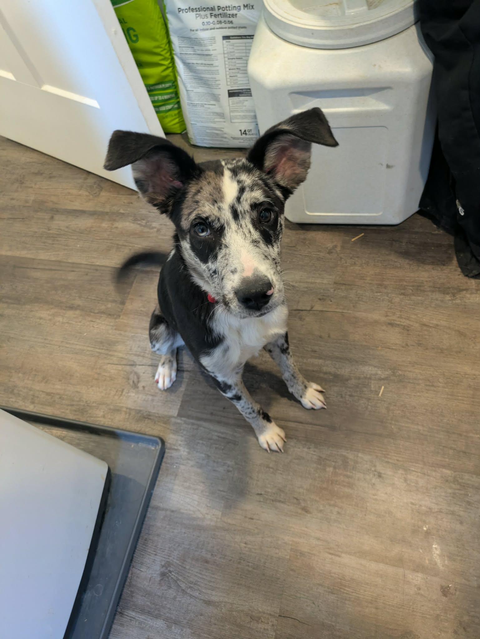 Enlarge Warden, a ADOPTABLE mixed breed in Hilham, TN image 6/6