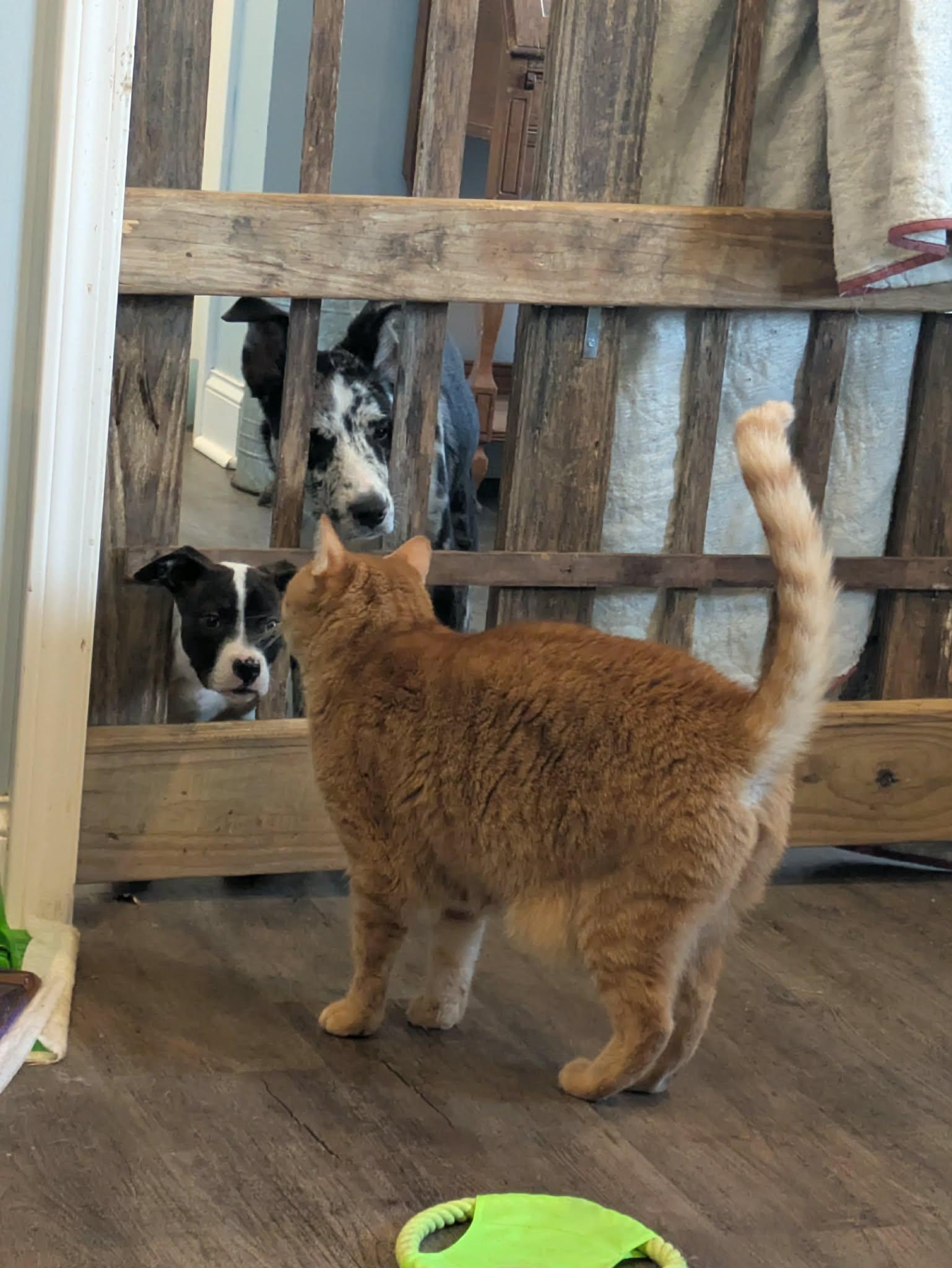 Enlarge Warden, a ADOPTABLE mixed breed in Hilham, TN image 5/6