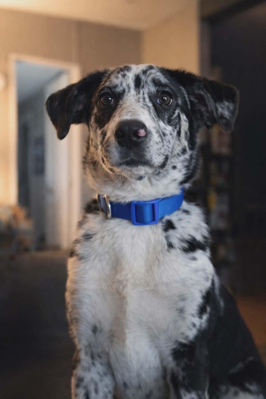 Warden, ADOPTABLE, Puppy Male Australian Shepherd.