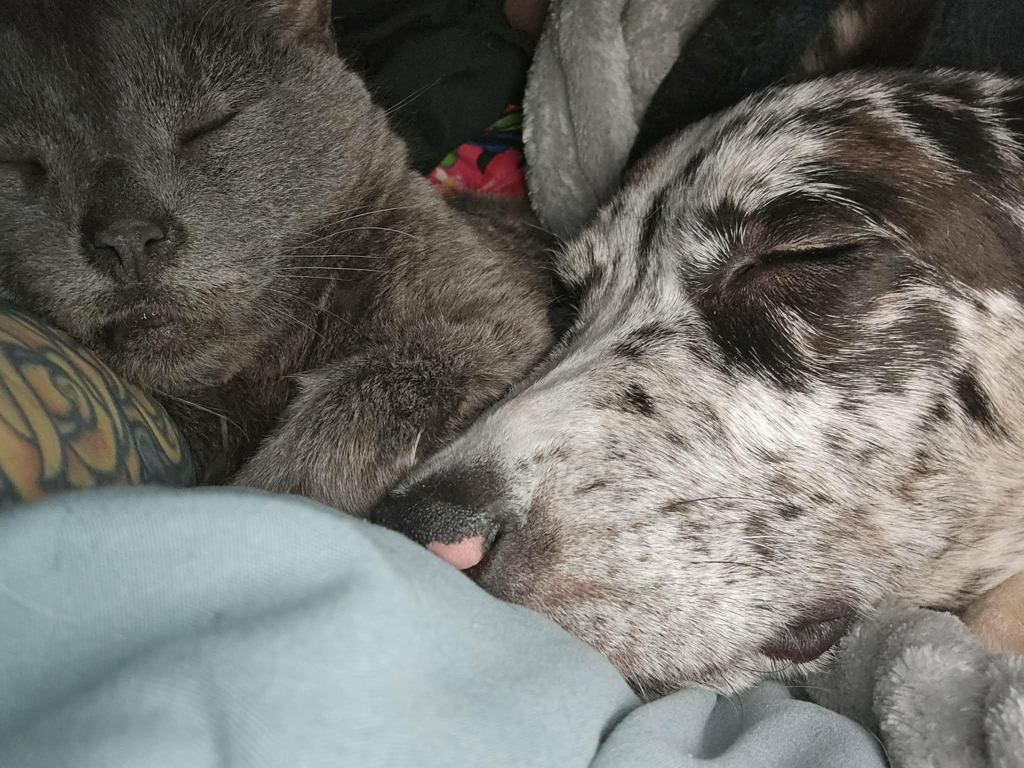 Enlarge Warden, a ADOPTABLE mixed breed in Hilham, TN image 3/6