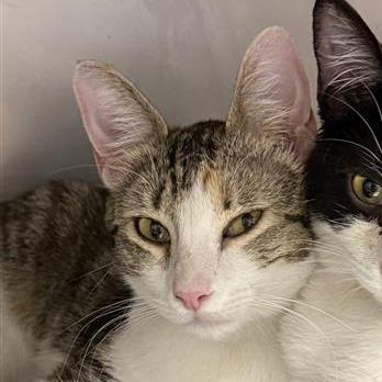 Lovey, Adoptable, Young Female American Shorthair.