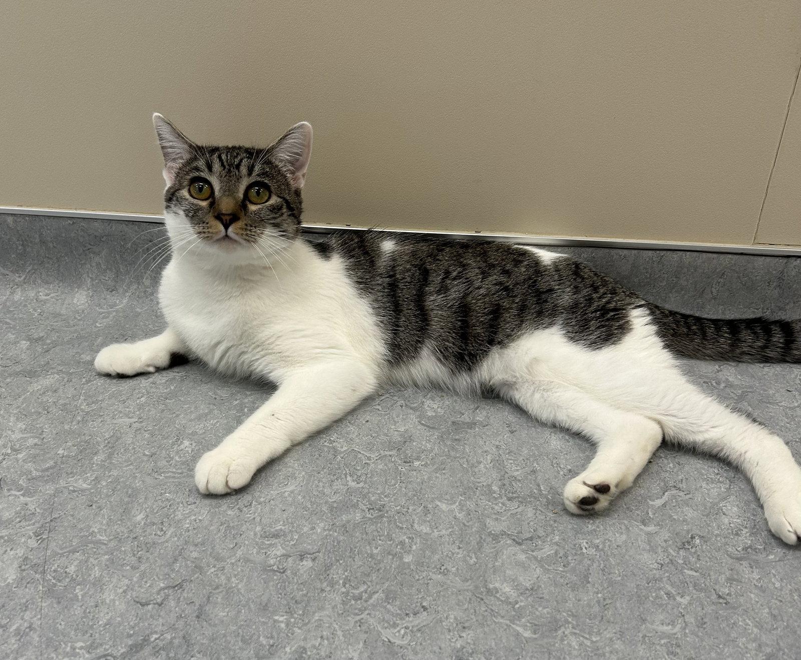 Zoltar, Adoptable, Adult Male Domestic Short Hair.