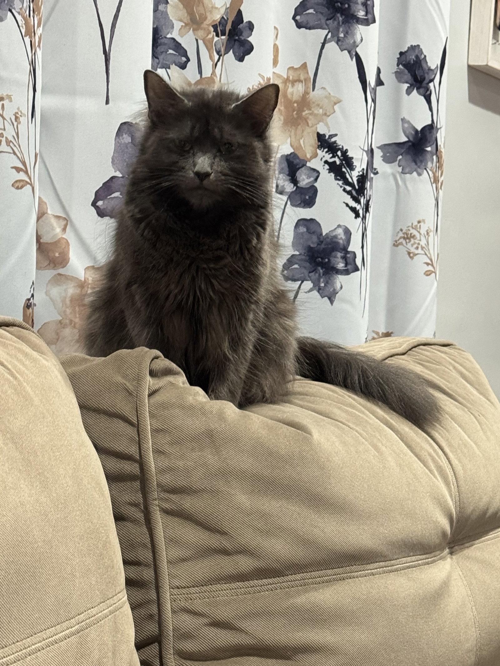 Akanae, Adopted, Young Female Nebelung & Domestic Long Hair.