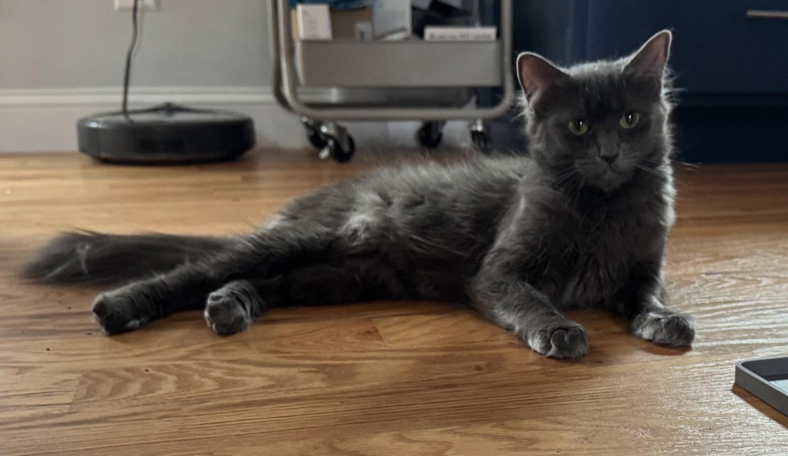 Enlarge Akanae, a Adopted mixed breed in Buford, GA image 2/3