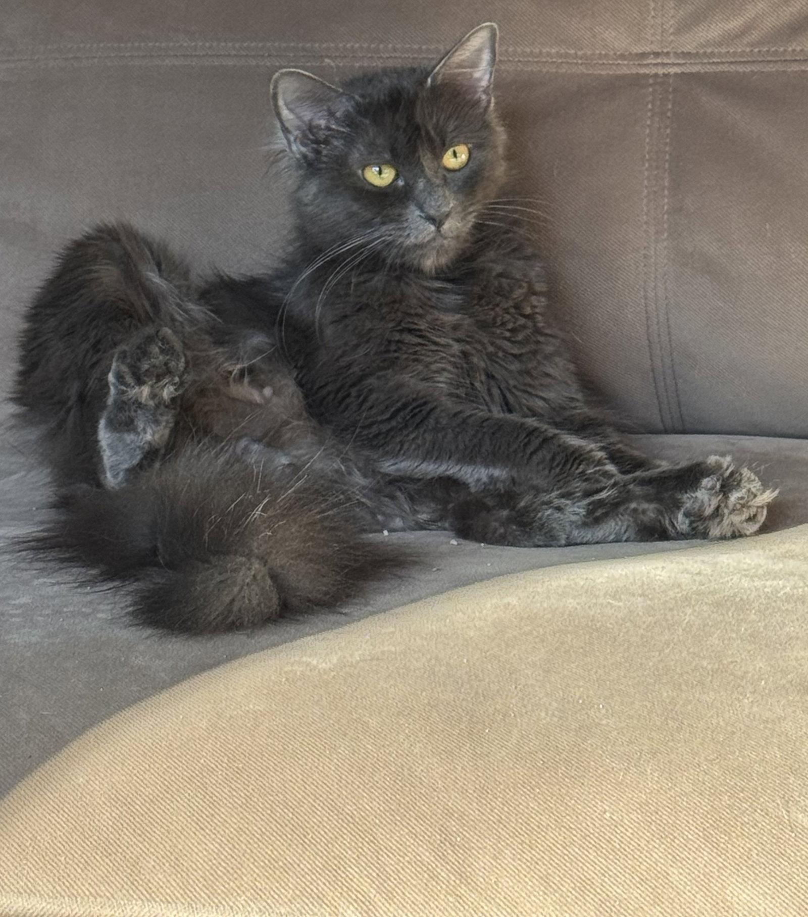 Enlarge Akanae, a Adopted mixed breed in Buford, GA image 3/3