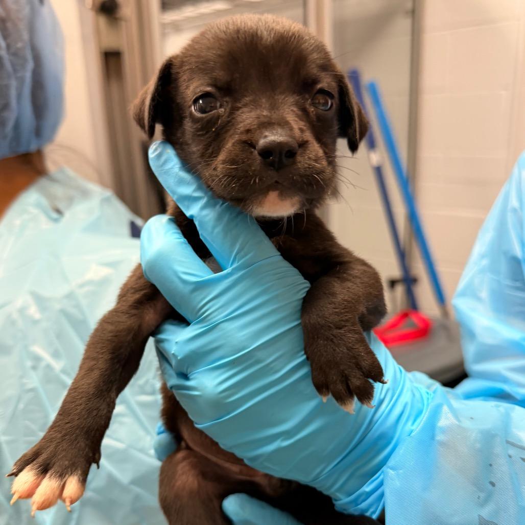 Enlarge Tzatziki (Ziki for short), a Adoptable Mixed Breed in West Palm Beach, FL image 1/1