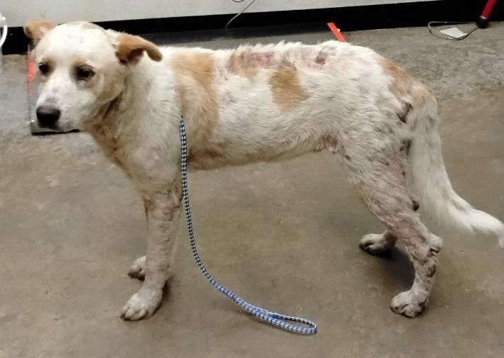 Enlarge Bruce, a Adoptable mixed breed in Lockhart, TX image 1/2