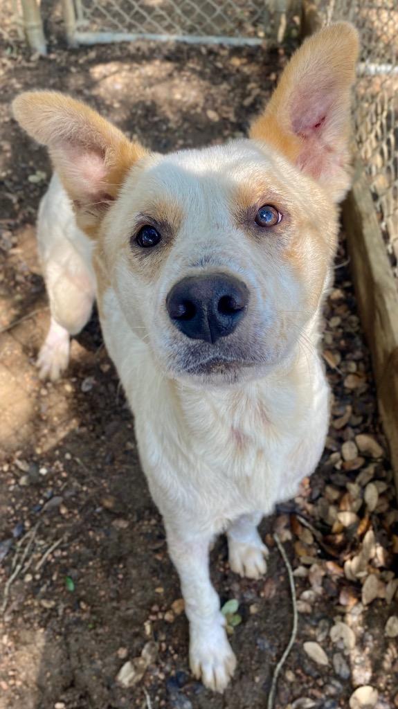 Enlarge Bruce, a Adoptable mixed breed in Lockhart, TX image 2/2