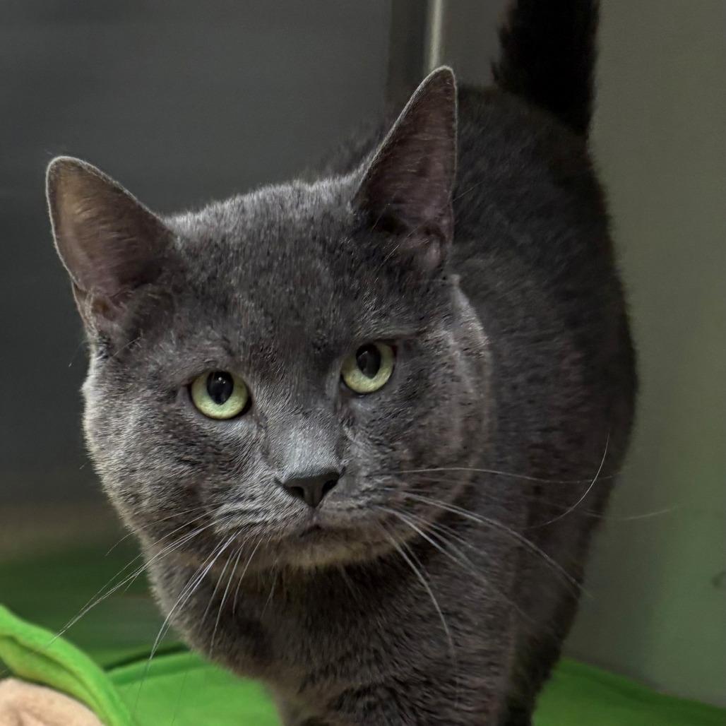 Enlarge Clyde, a Adoptable Domestic Short Hair in East Hanover, NJ image 1/1