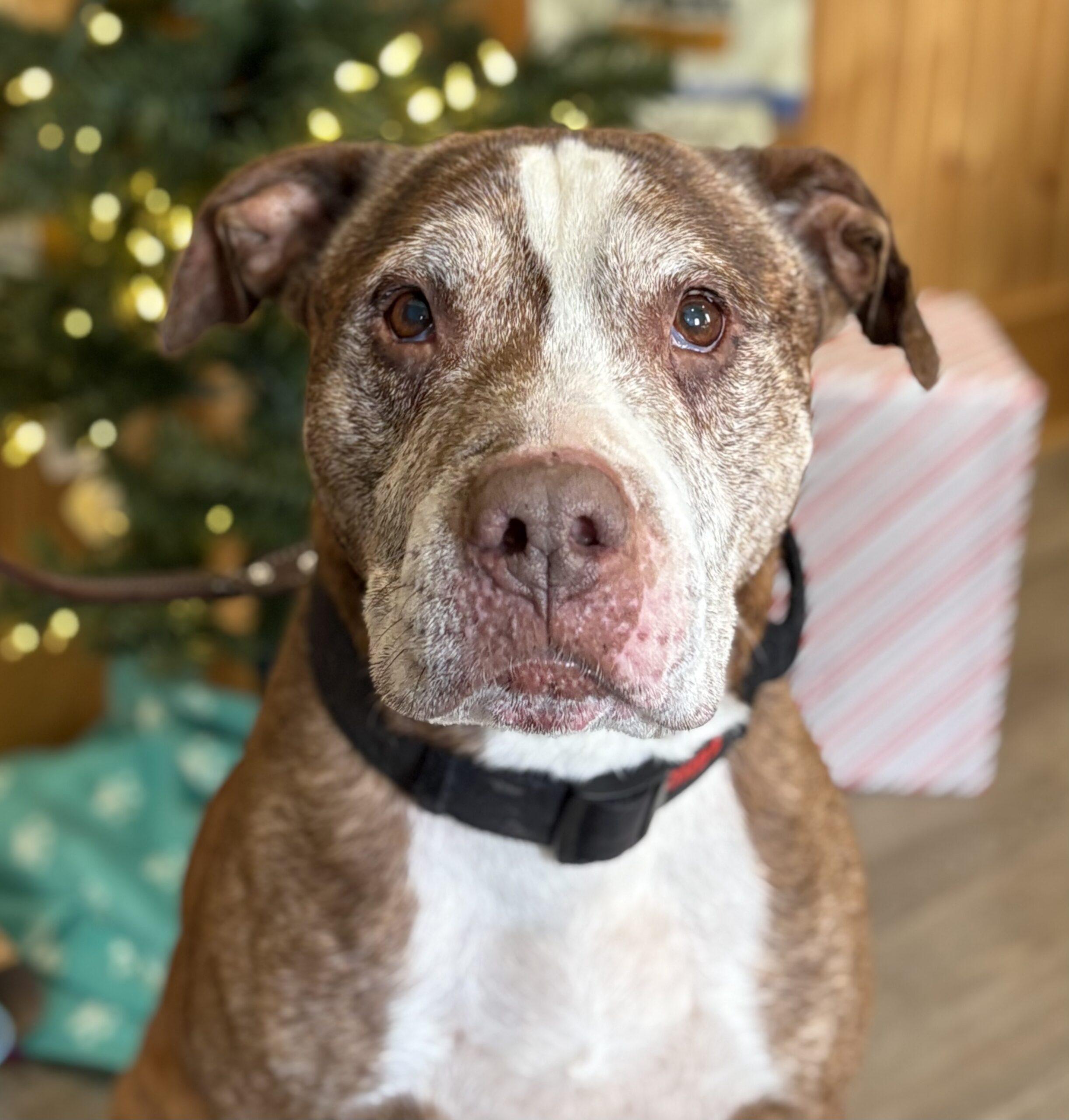 Mack, ADOPTABLE, Adult Male Mixed Breed.