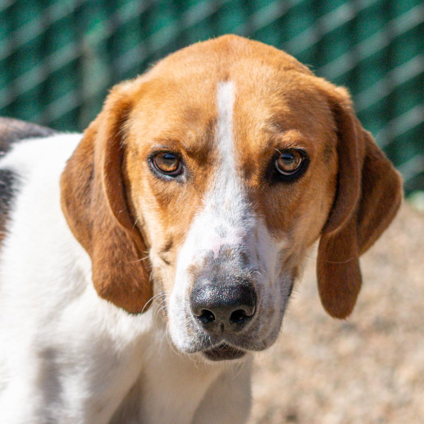 Enlarge Kevin, a Adoptable Hound in Hilton Head Island, SC image 1/3