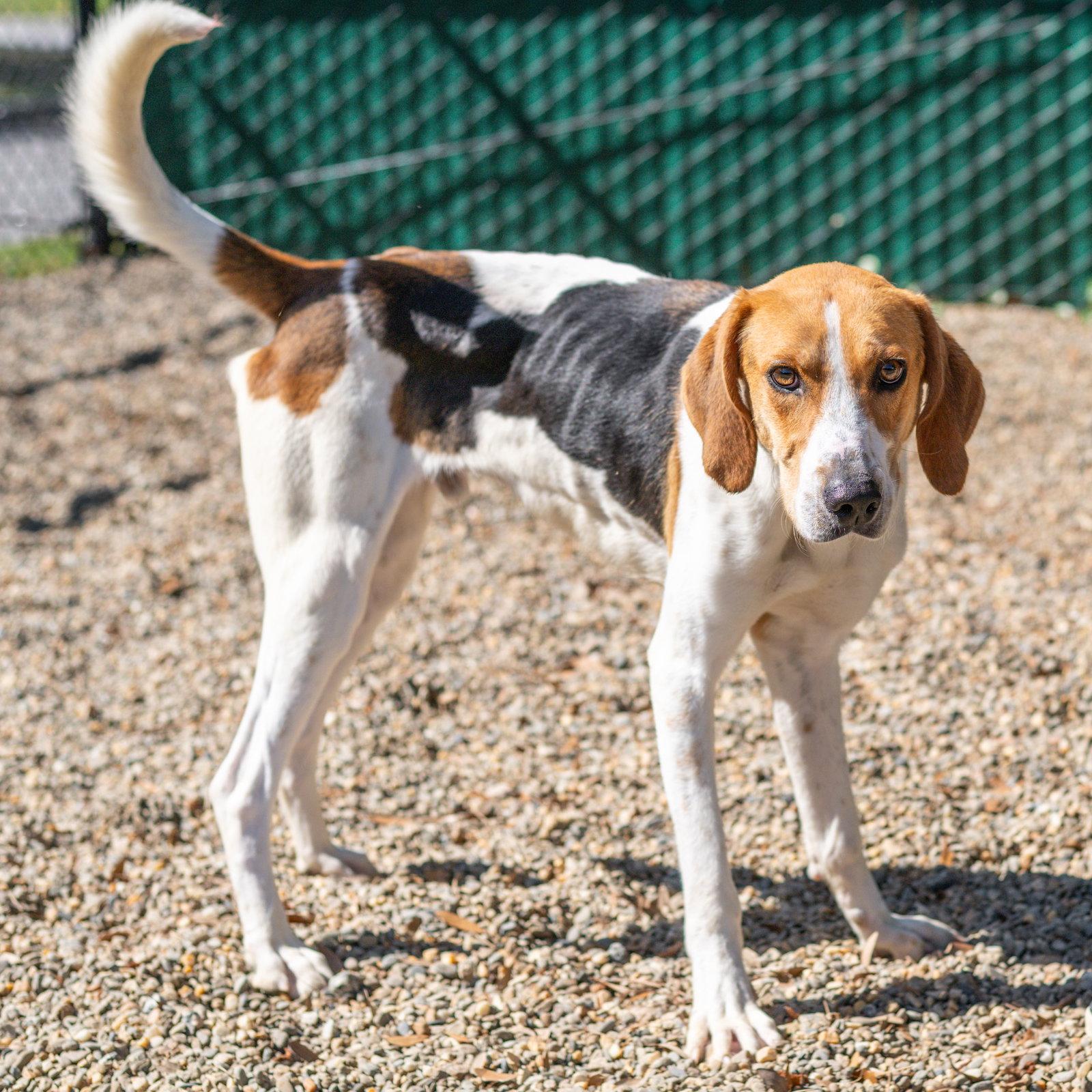 Enlarge Kevin, a Adoptable Hound in Hilton Head Island, SC image 2/3