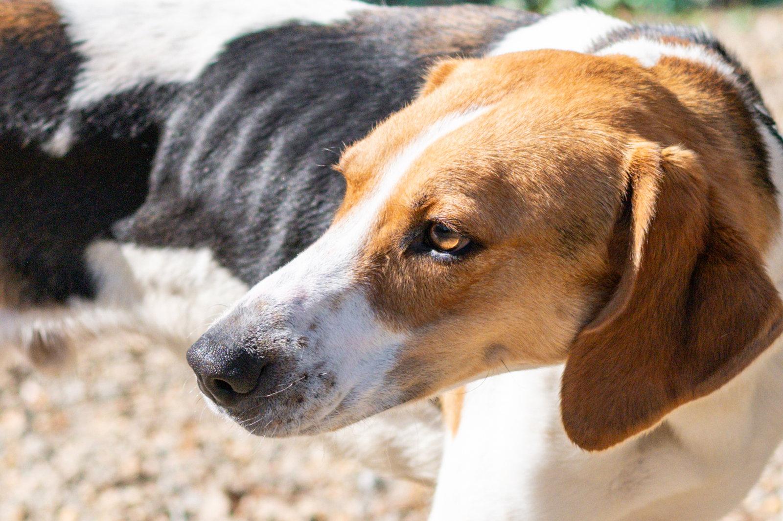 Enlarge Kevin, a Adoptable Hound in Hilton Head Island, SC image 3/3