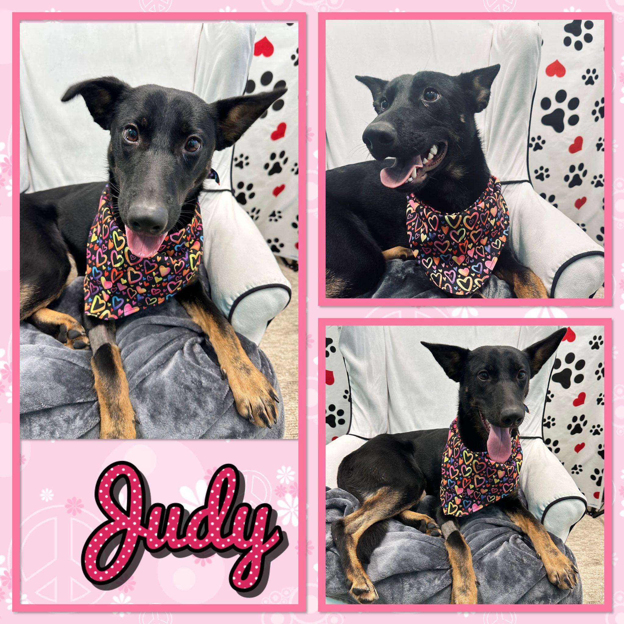 Judy, ADOPTABLE, Adult Female German Shepherd Dog.