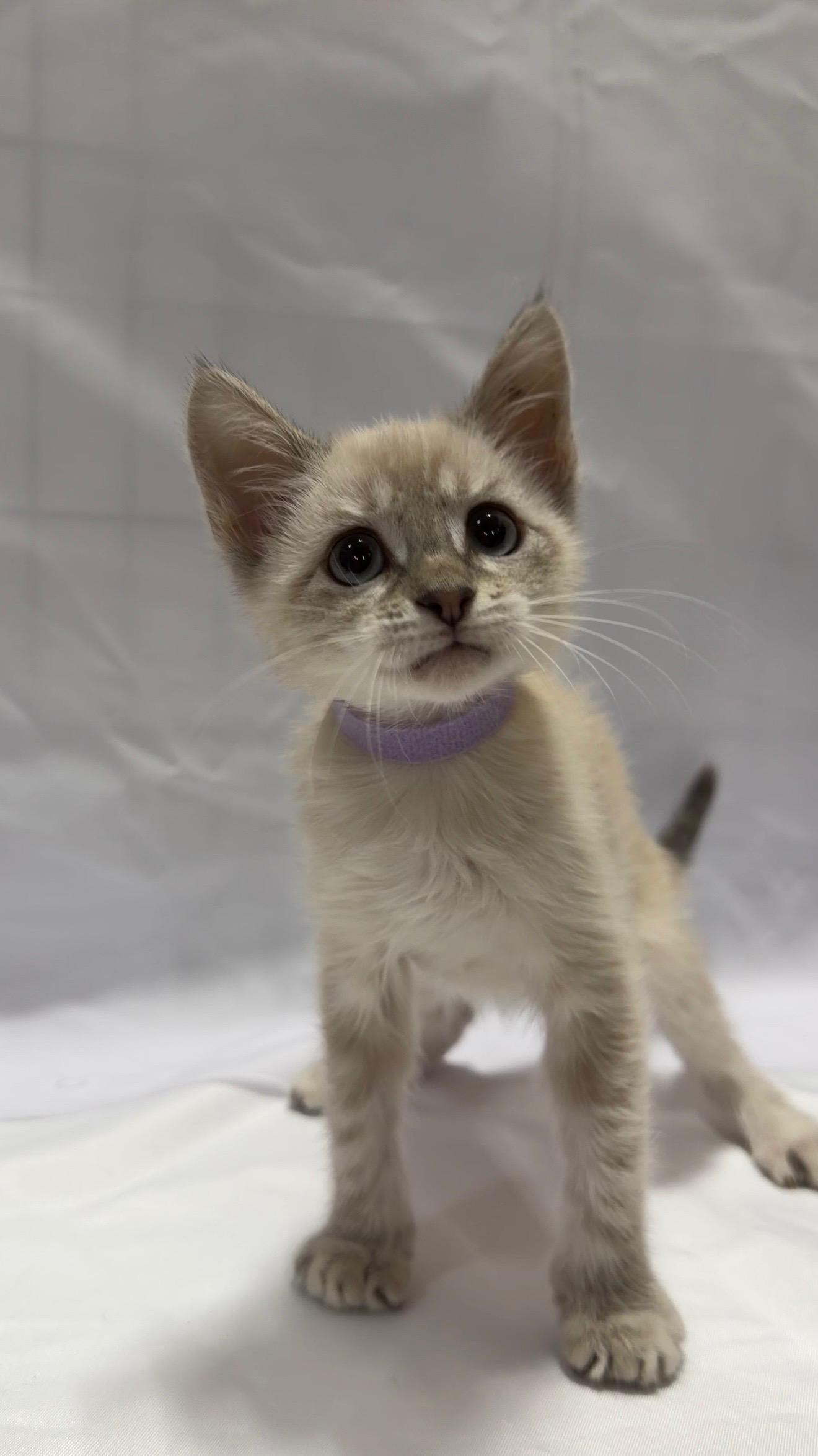 Cupcake, adopted, Young Male Domestic Short Hair.