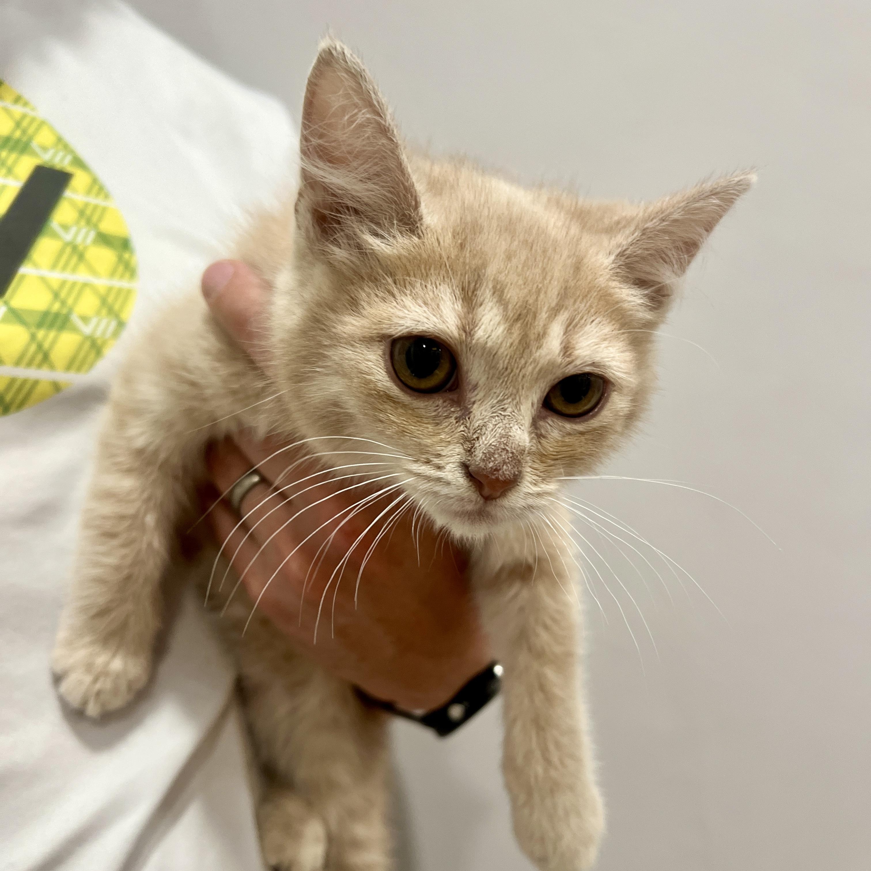 Pancake, Baby Male Domestic Medium Hair