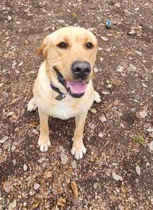 Enlarge Chorizo, a Adoptable Labrador Retriever in Austin, TX image 1/2