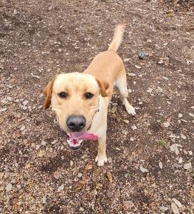Enlarge Chorizo, a Adoptable Labrador Retriever in Austin, TX image 2/2