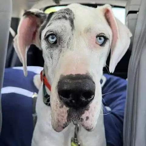 Enlarge Malachite, a ADOPTABLE Great Dane in Mesa, AZ image 1/2