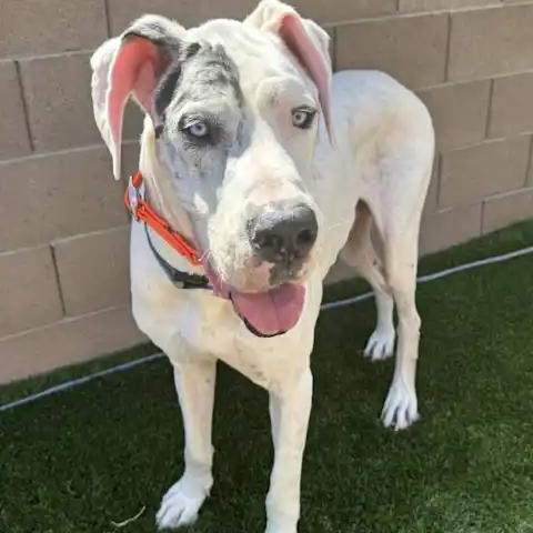 Enlarge Malachite, a ADOPTABLE Great Dane in Mesa, AZ image 2/2