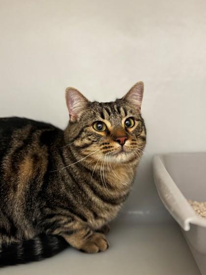 Enlarge Louis, a Adoptable mixed breed in Kalispell, MT image 1/1