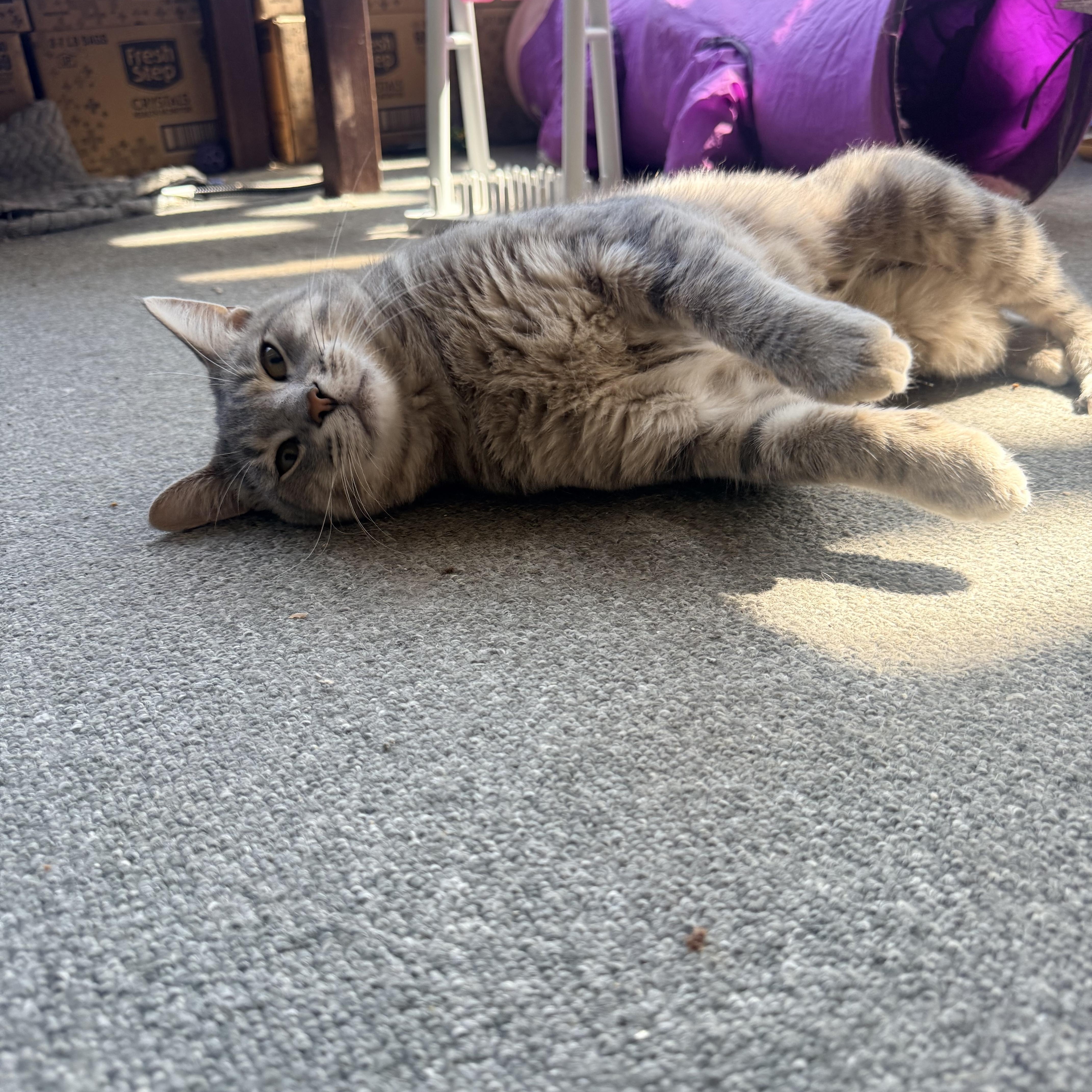 Sweet Storm, a Adoptable Domestic Short Hair in Oak Park, MI image 4/4