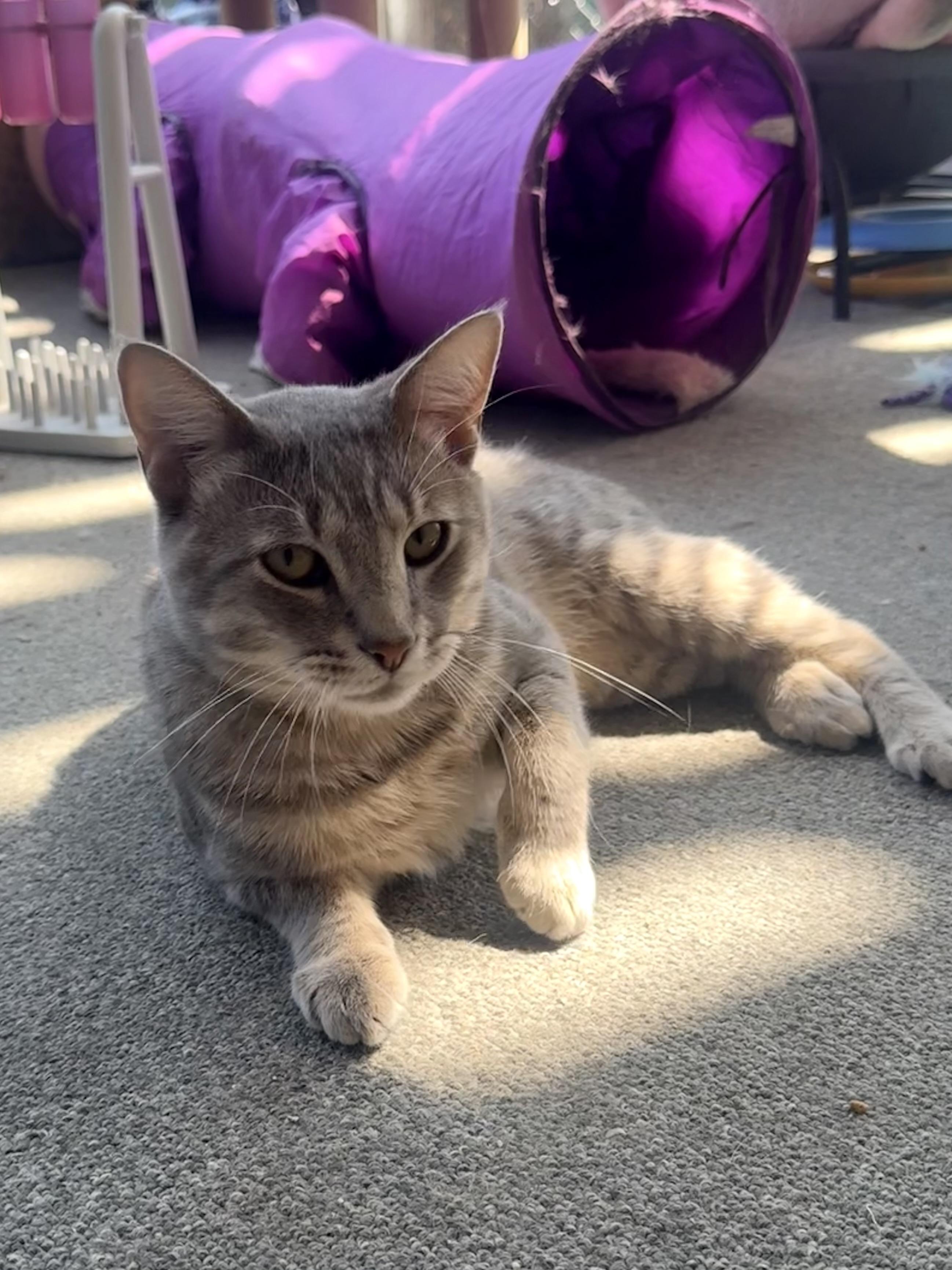 Sweet Storm, Adoptable, Adult Male Domestic Short Hair.