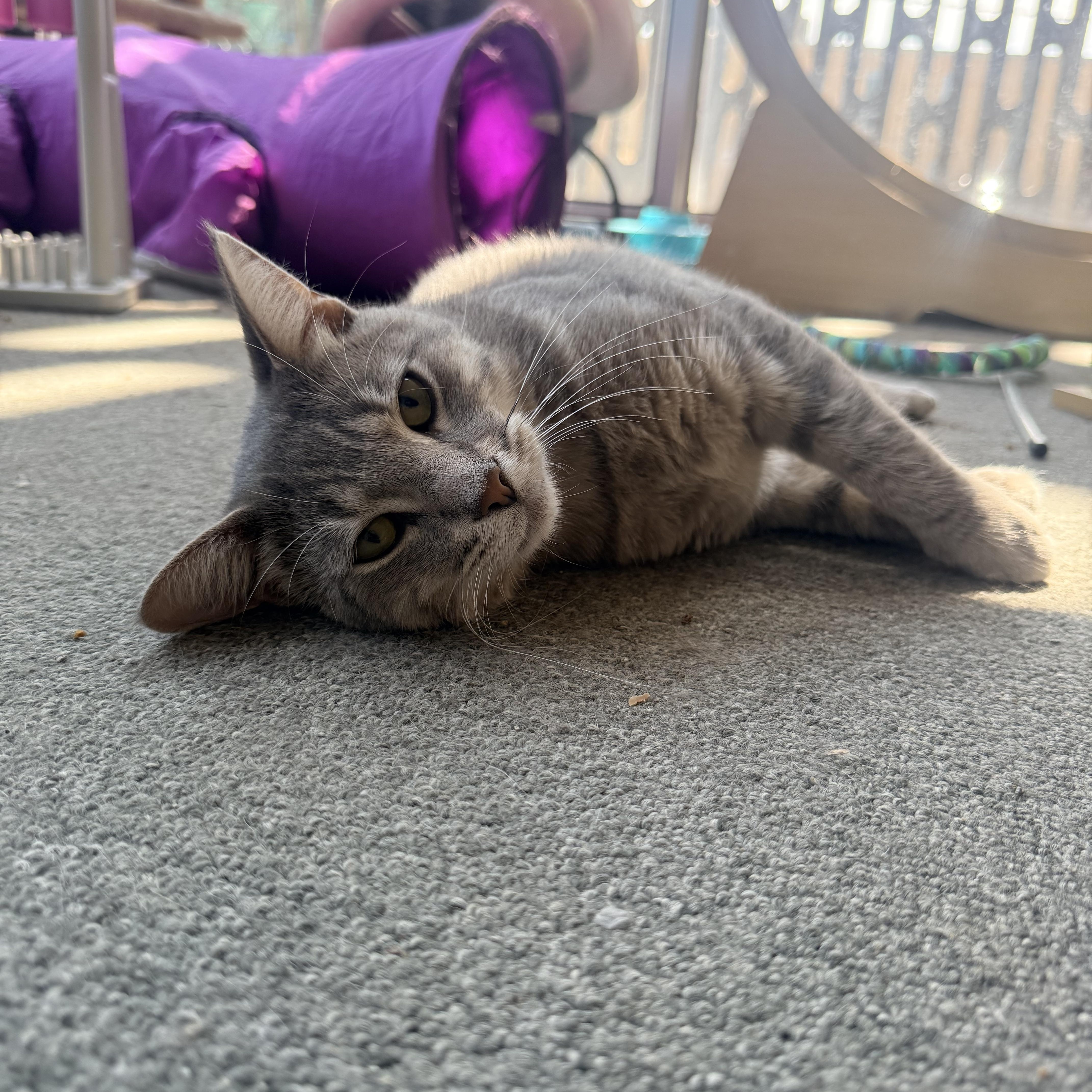 Sweet Storm, a Adoptable Domestic Short Hair in Oak Park, MI image 2/4