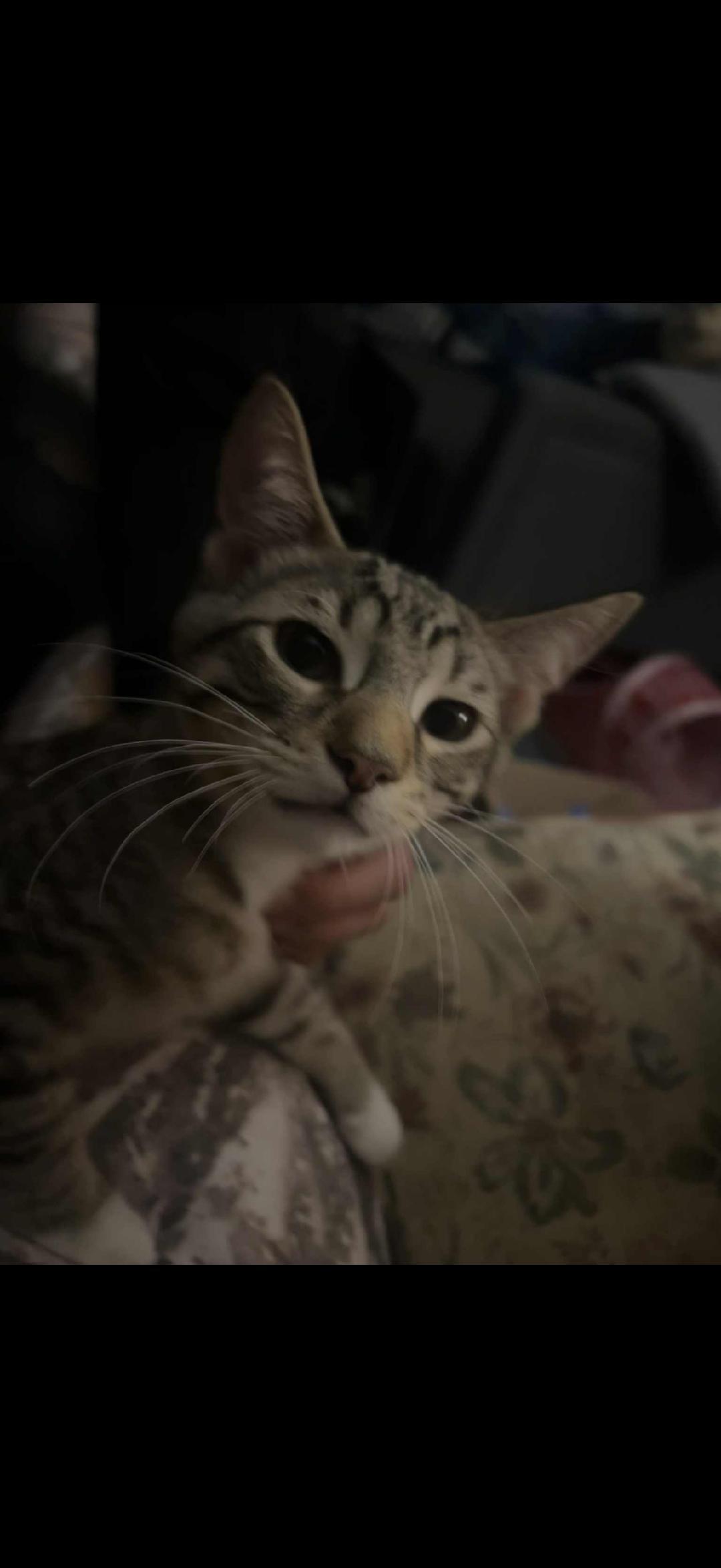 PIP, Adoptable, Young Male Domestic Short Hair.