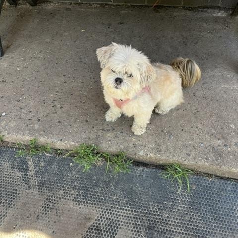 Chanel, ADOPTABLE, Adult Female Lhasa Apso & Shih Tzu.
