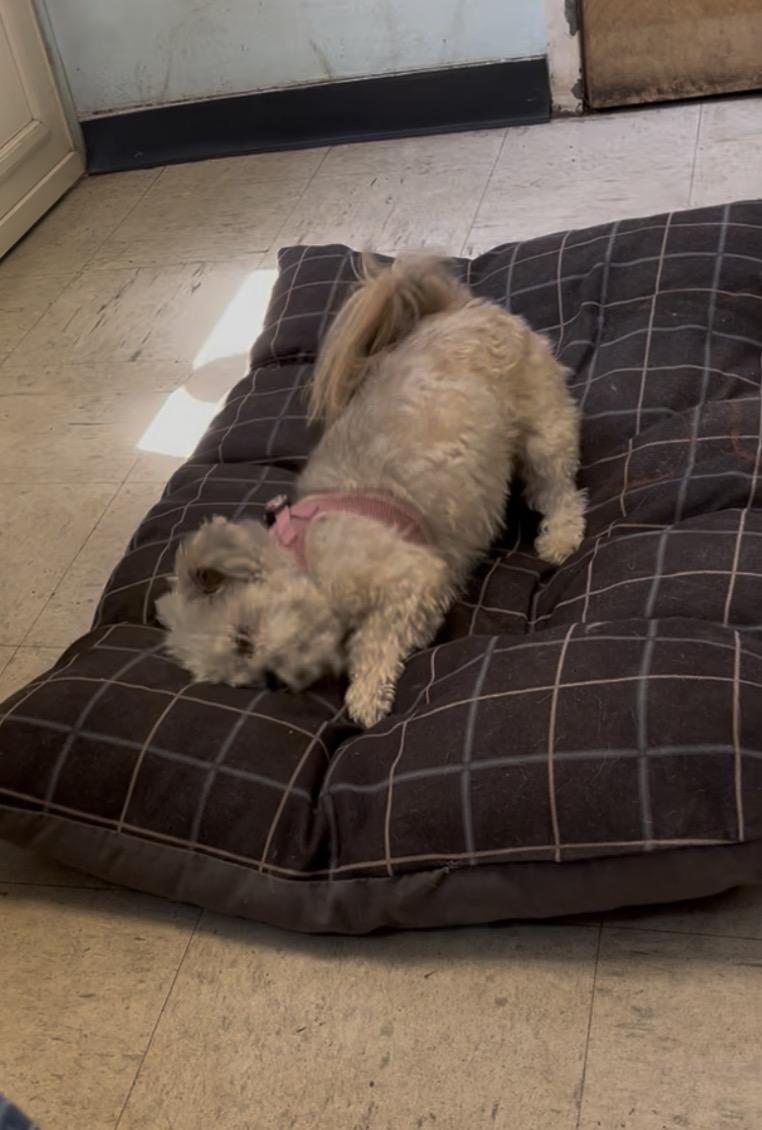 Chanel, a ADOPTABLE mixed breed in Elmwood Park, NJ image 2/2