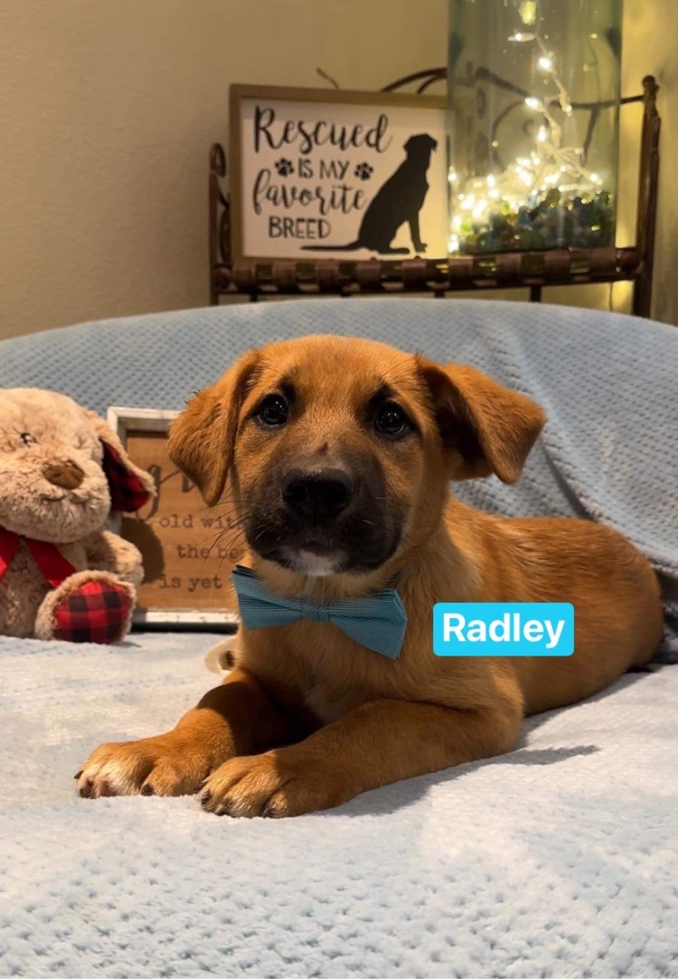 Radley