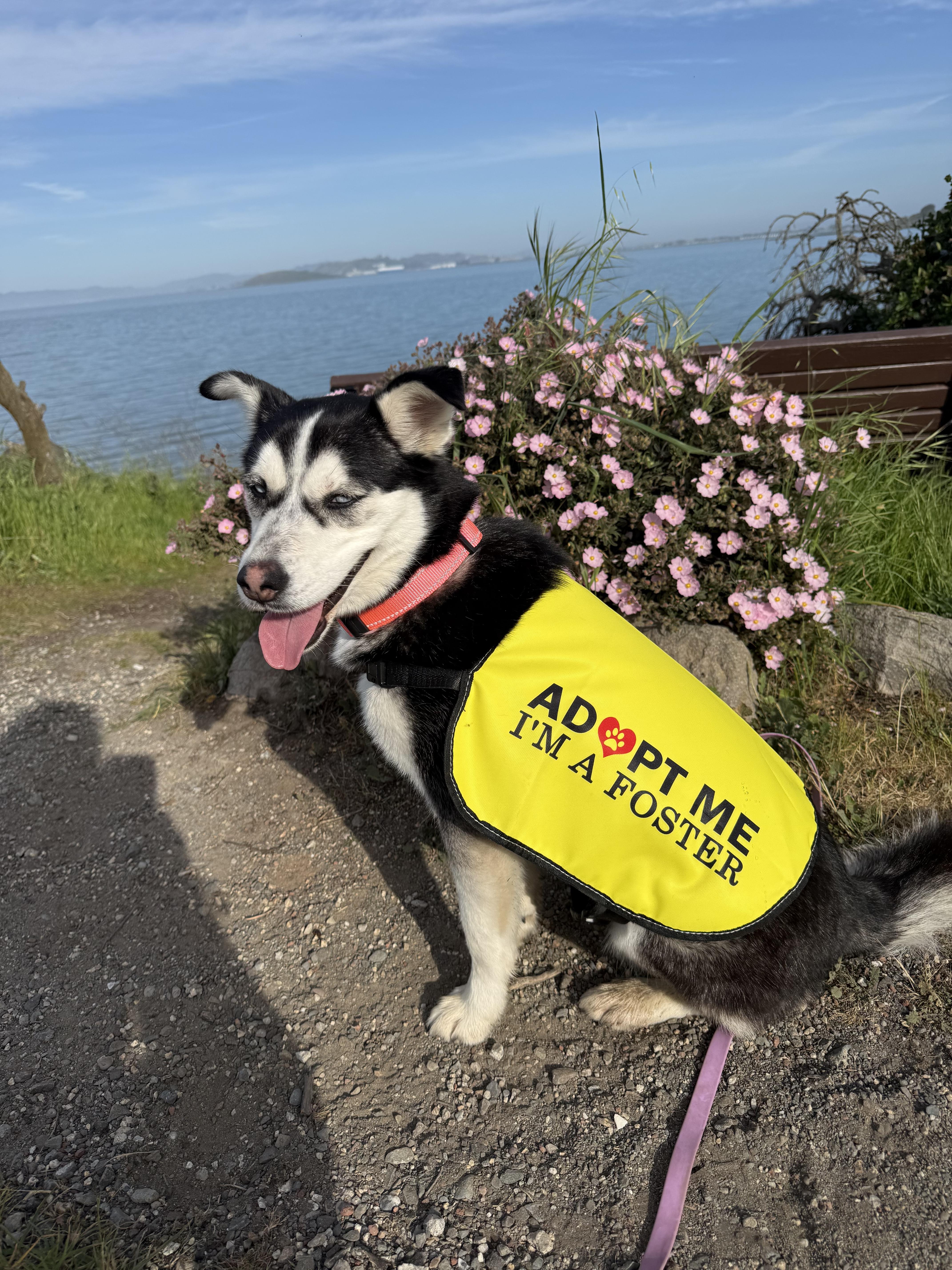 Enlarge Sasha, a ADOPTABLE mixed breed in Oakland, CA image 3/5