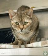 Pepper, ADOPTABLE, Adult Female Domestic Short Hair.