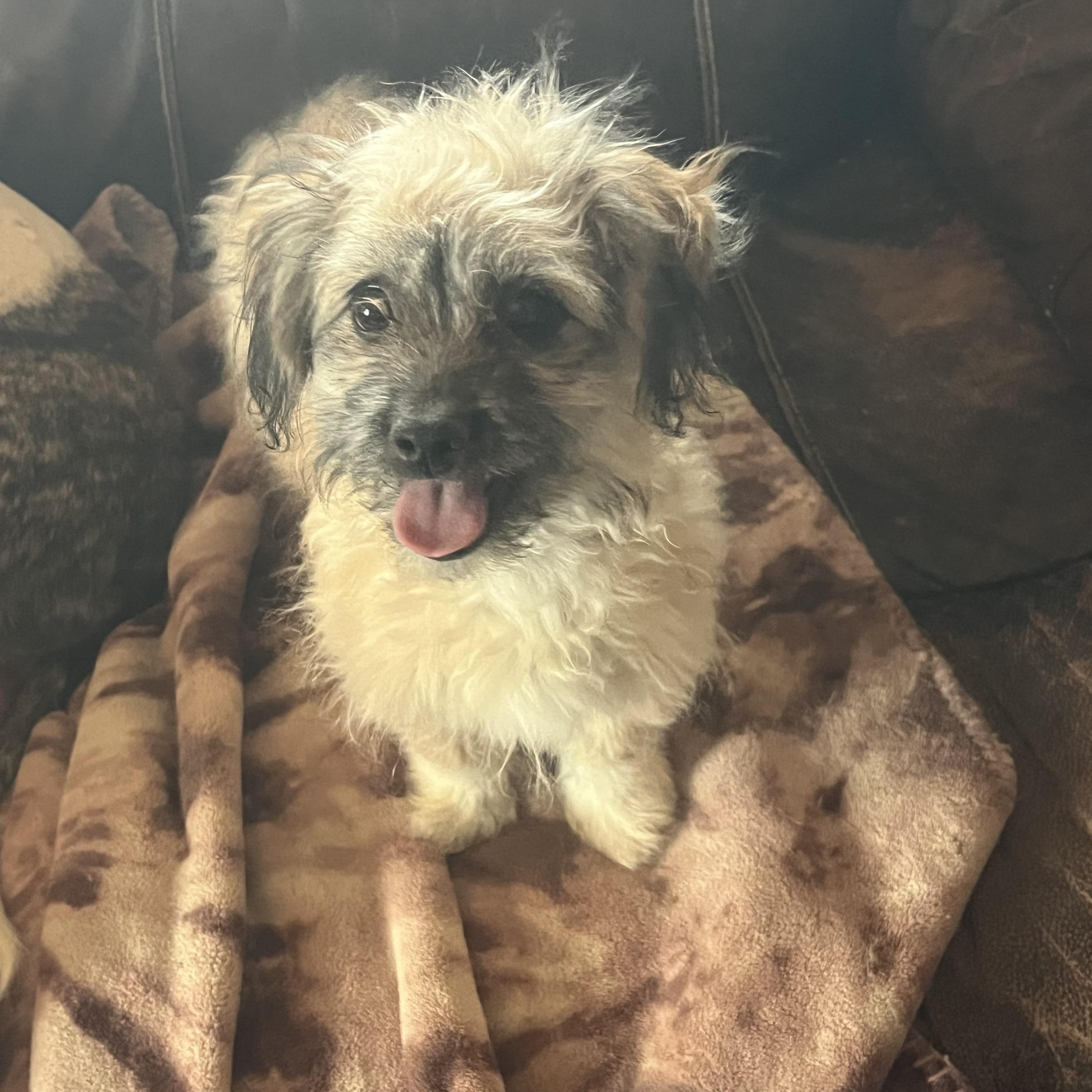 Victor, Adoptable, Puppy Male Border Terrier.