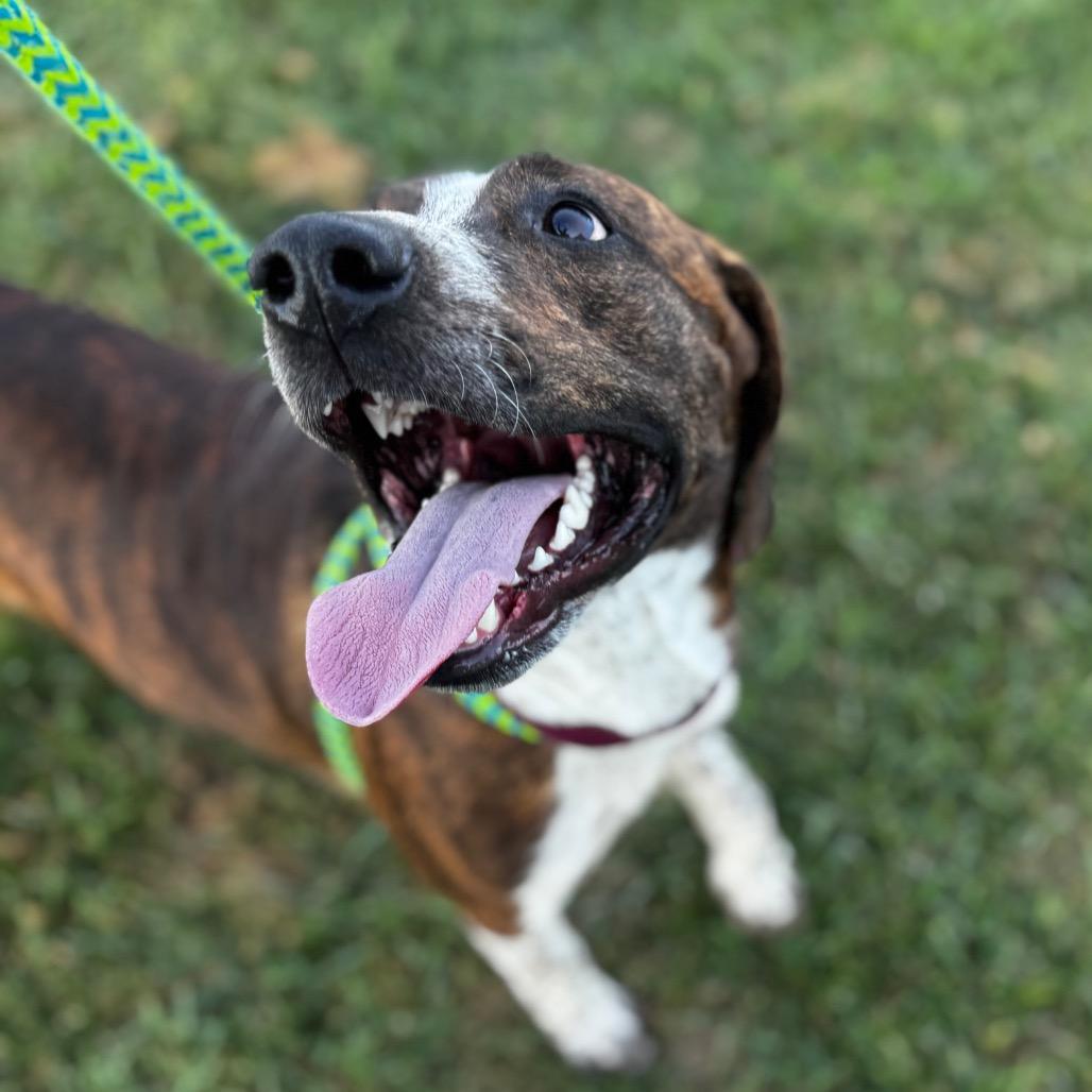 Mater, Adoptable, Adult Male Hound.