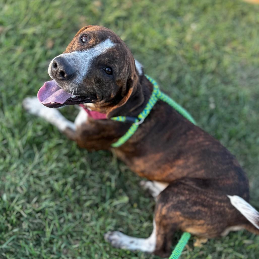 Enlarge Mater, a Adoptable mixed breed in Dayton, OH image 2/5