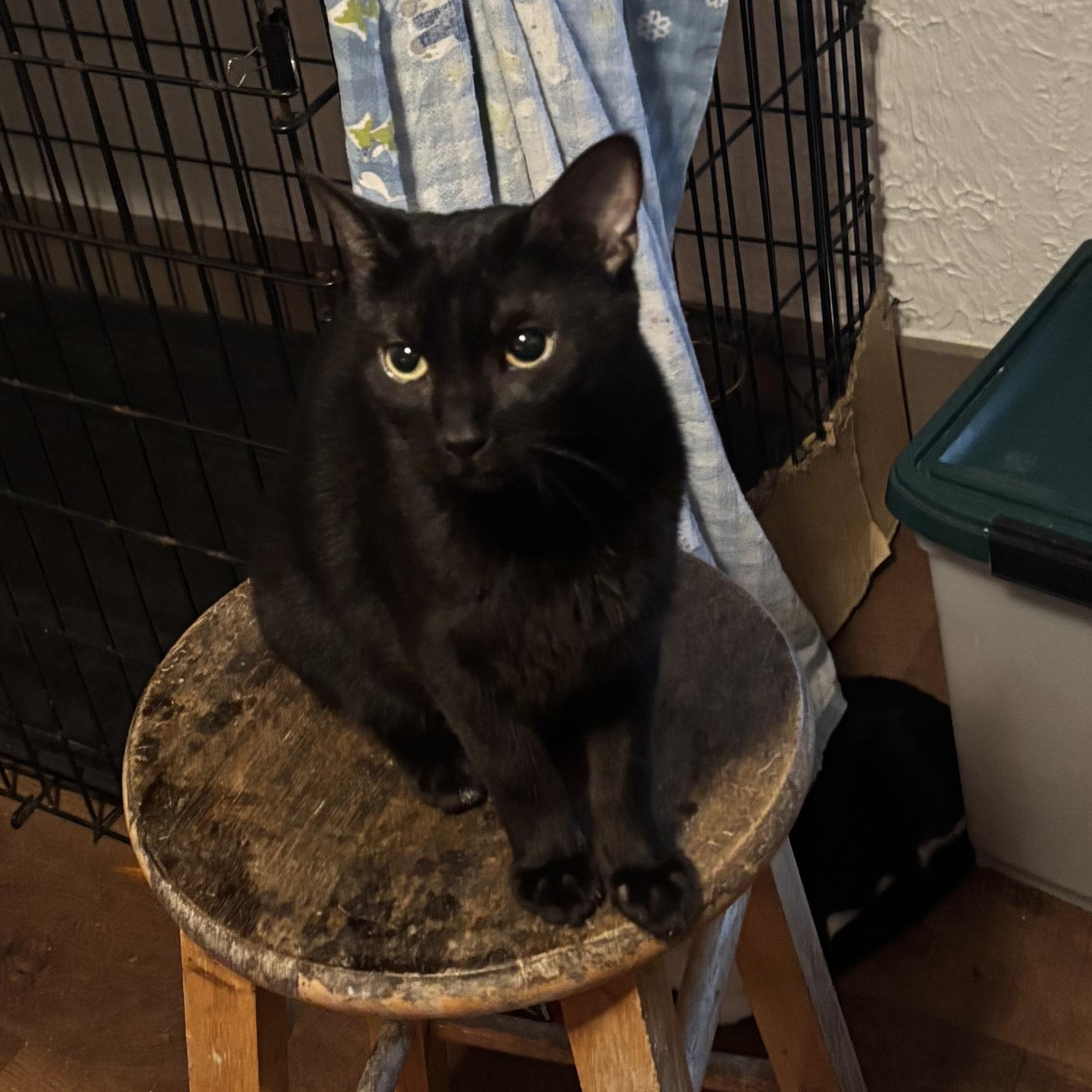 Enlarge TRAMP, a Adoptable Domestic Short Hair in Pittsburgh, PA image 3/3