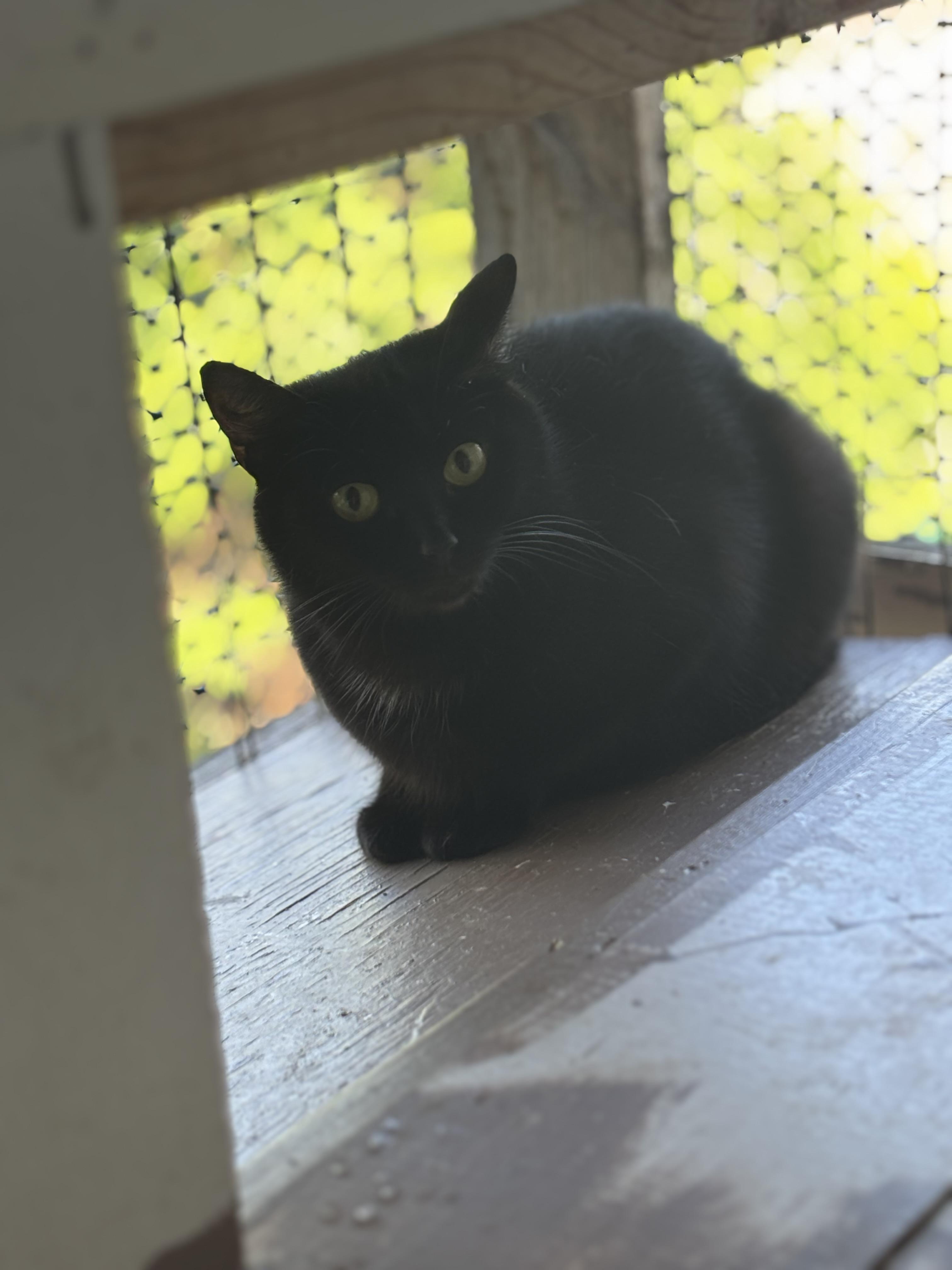 Enlarge TRAMP, a Adoptable Domestic Short Hair in Pittsburgh, PA image 2/3