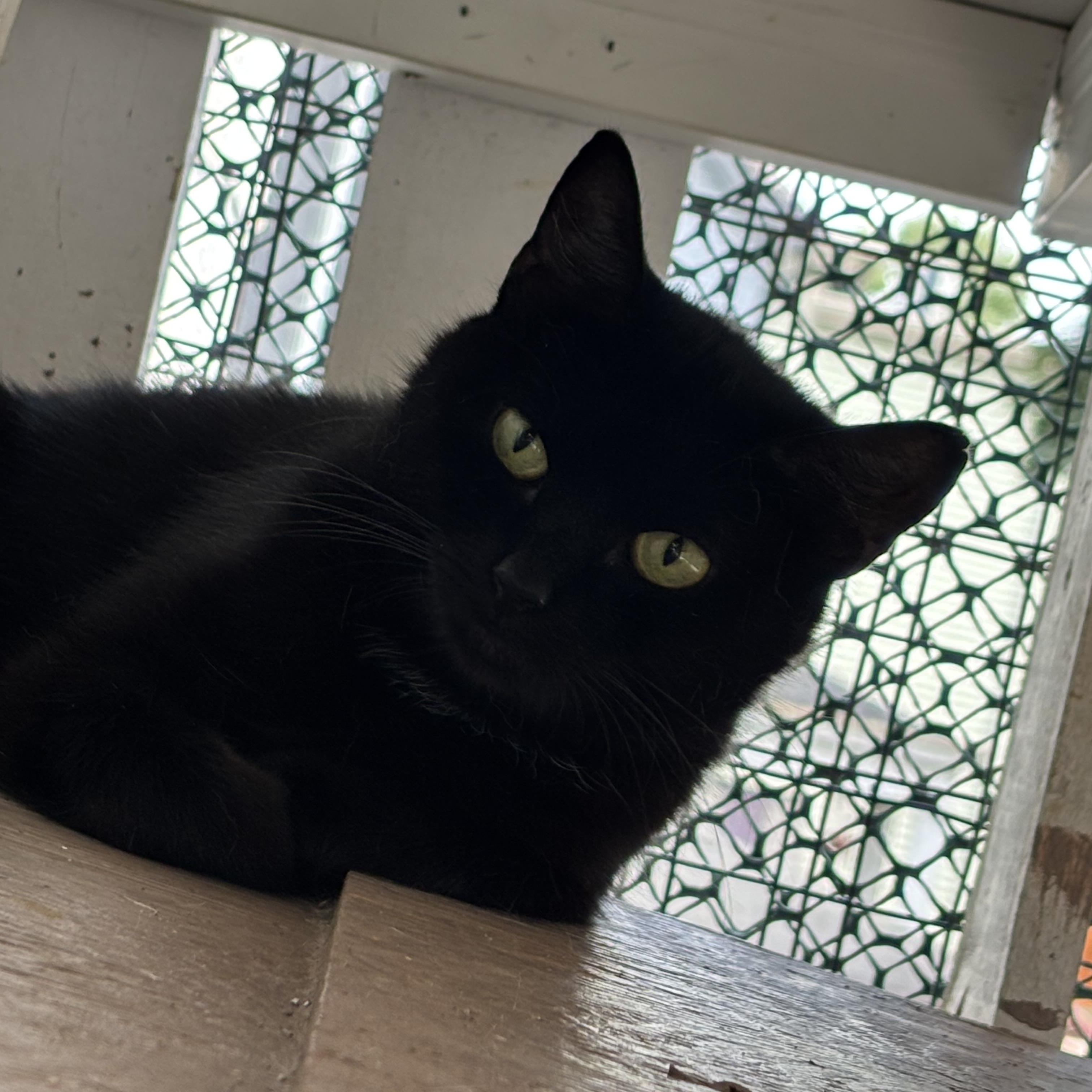 Enlarge TRAMP, a Adoptable Domestic Short Hair in Pittsburgh, PA image 1/3