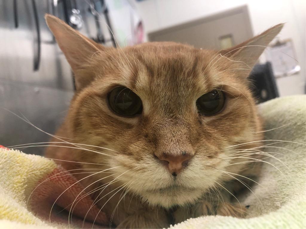 Buddy, a ADOPTABLE Domestic Short Hair in Prince Frederick, MD image 2/5