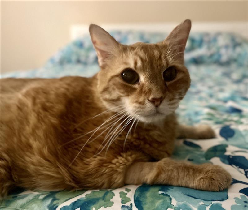 Buddy, a ADOPTABLE Domestic Short Hair in Prince Frederick, MD image 4/5
