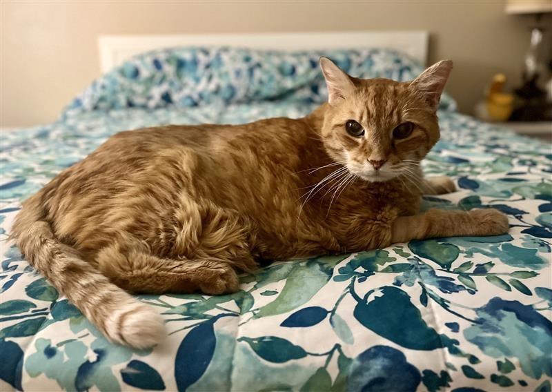 Buddy, a ADOPTABLE Domestic Short Hair in Prince Frederick, MD image 5/5