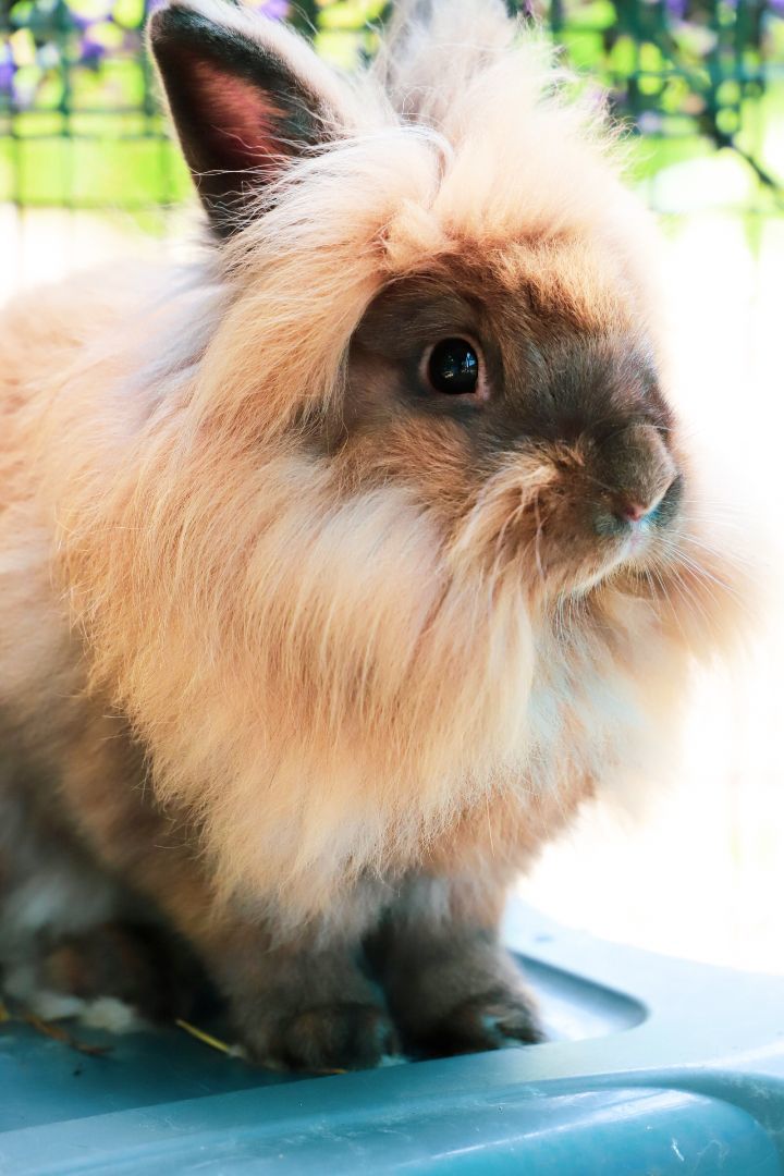 Thumper, Adopted, Adult Male Lionhead.