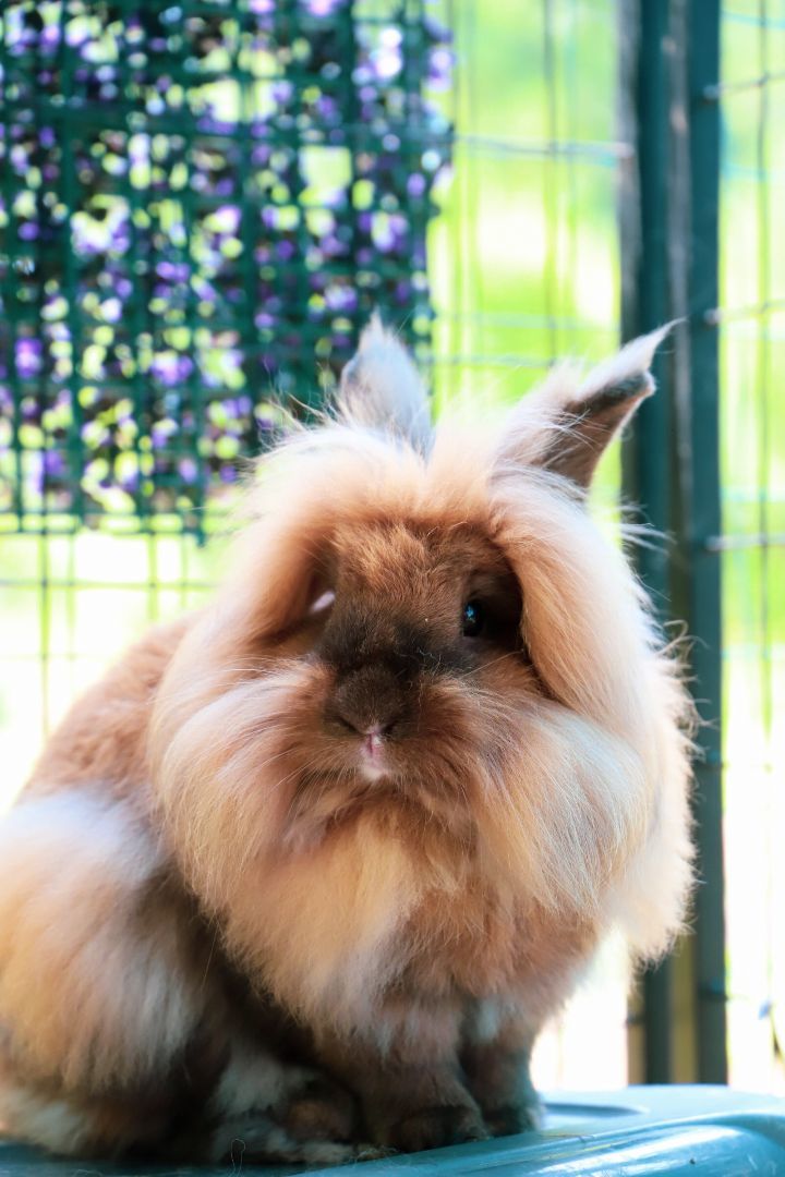 Enlarge Thumper, a Adopted Lionhead in Bishopville, SC image 2/3